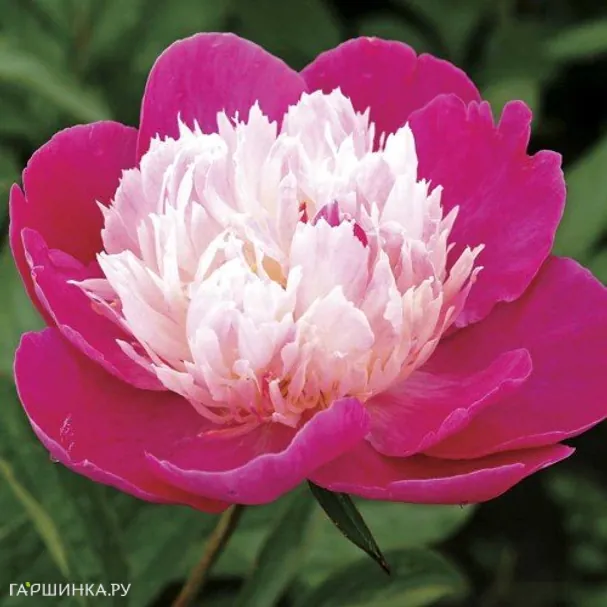 Пион Санта Фэ