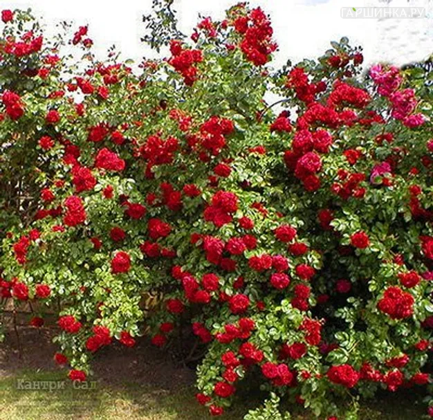 Роза Калонетта плетистая, Imperial Rose