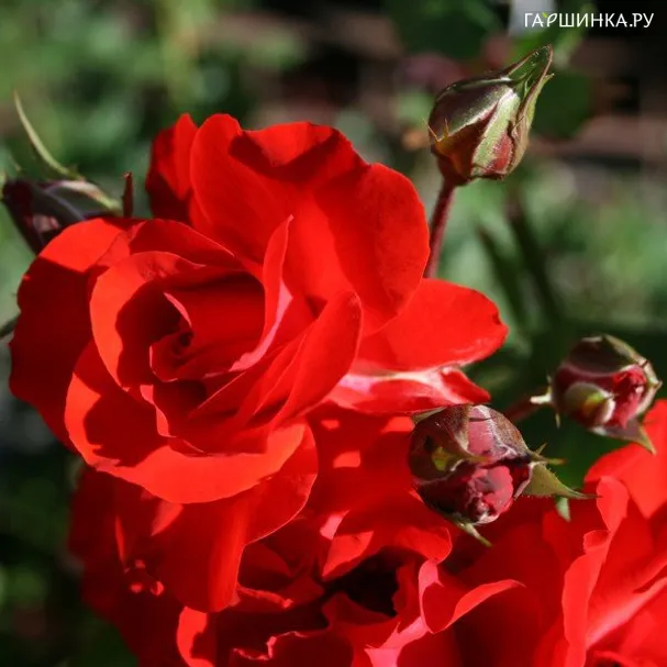 Роза Сатчмо флорибунда, Imperial Rose