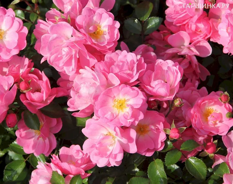 Роза Сатина почвопокровная, Тантау (лиц)