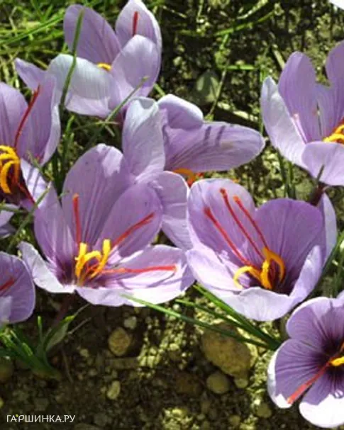 Крокус Сативус 10 шт