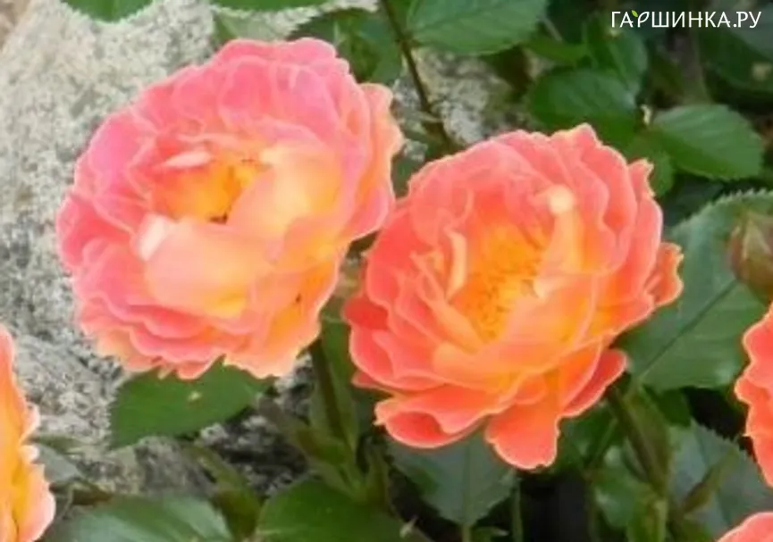 Роза Бесси миниатюрная Imperial Rose