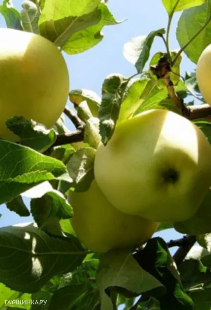 Яблоня Янтарь