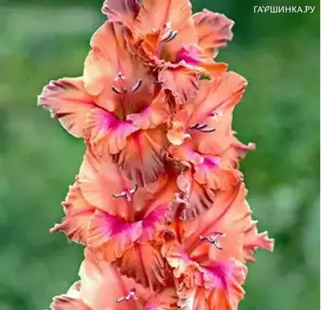 Гладиолус Бенгальский Огонь 2шт