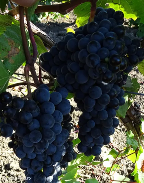 Виноград Вымпел