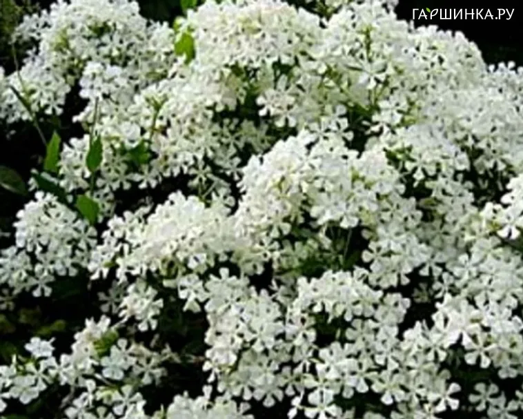Флокс метельчатый Касабланка