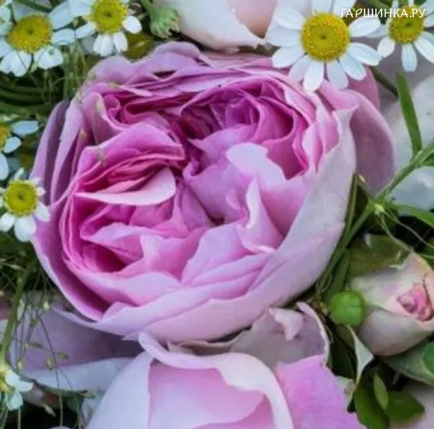 Роза Вивант кустарниковая Imperial Rose