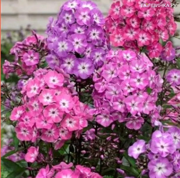 Флокс метельчатый Colours of Nature