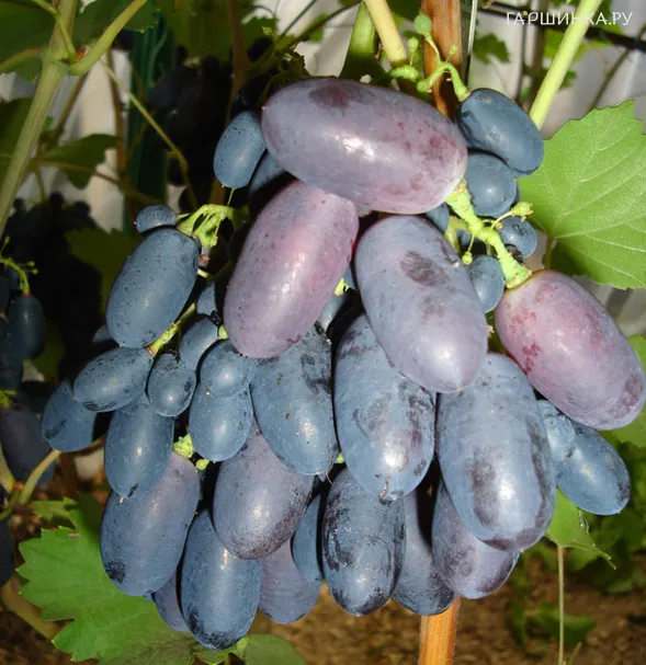 Виноград Кодрянка сладкий ранний