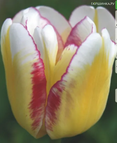 Тюльпан Flaming Edge Триумф 5шт