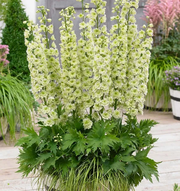 Дельфиниум махровый Морнинг Санрайз