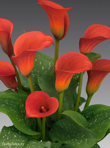 Калла Ред Алерт