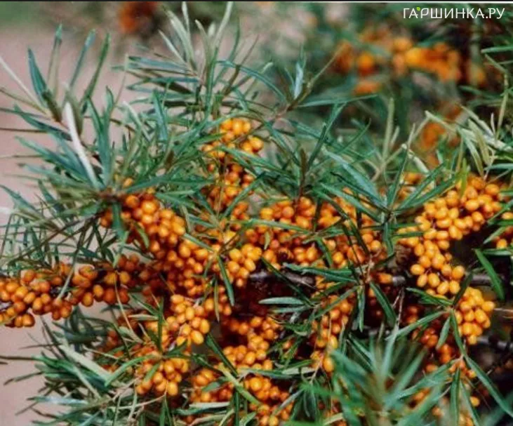 Облепиха Витаминная