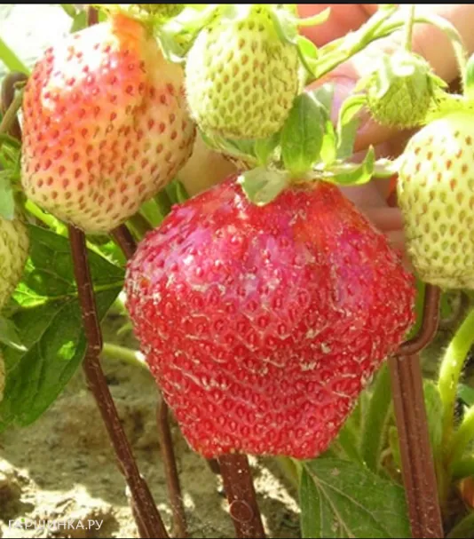 Клубника Максима 3шт