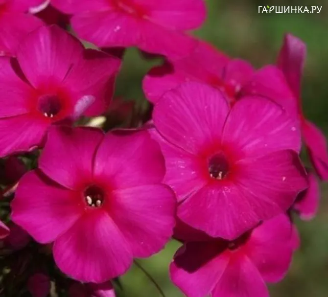 Флокс метельчатый Ред Файр
