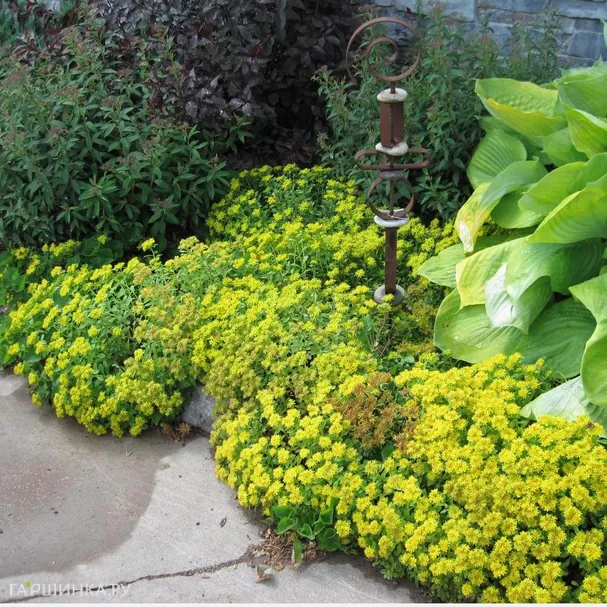 Очиток (седум) Kamtschaticum