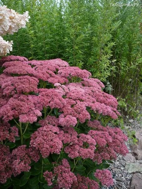 Очиток (седум) Бриллиант