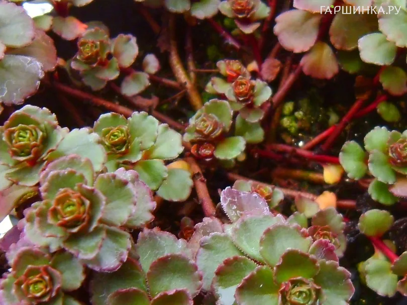 Очиток (седум) spurium Purpurea