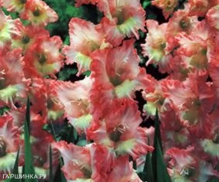 Гладиолус Серафин 5 шт.
