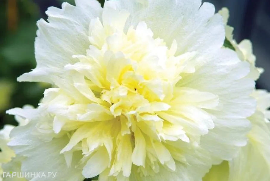 Шток-роза Спринг Селебрейтис Уайт