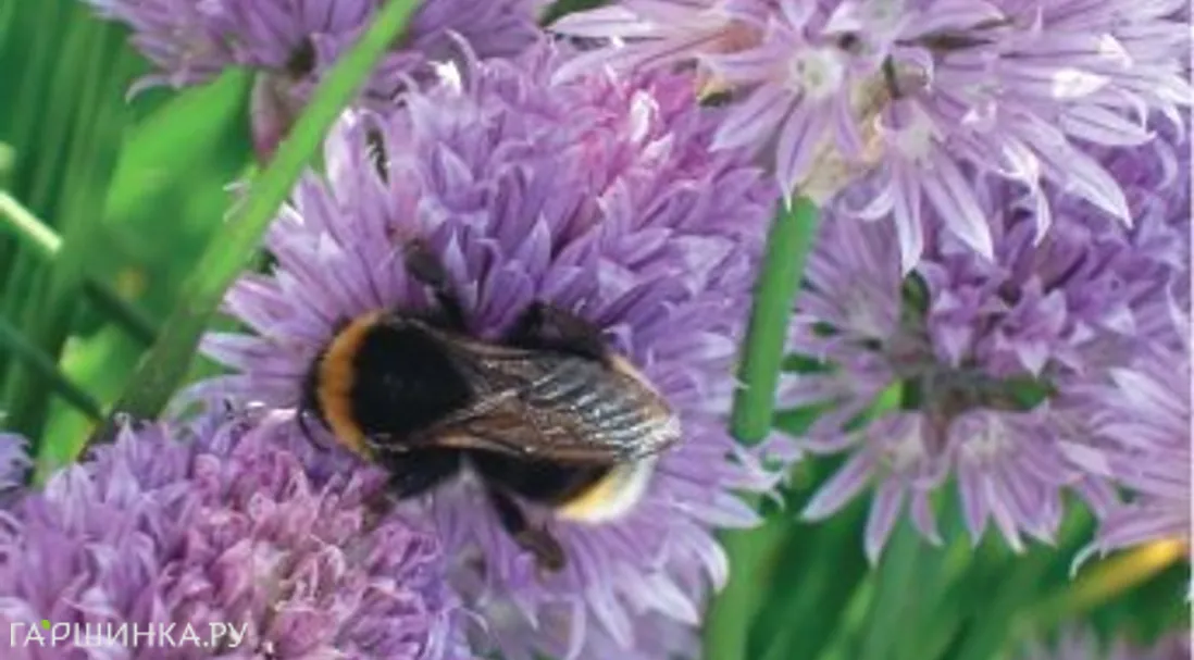 Лук Шнитт Медонос