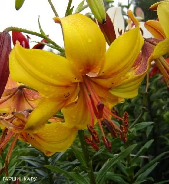 Лилия Чоколэйт Кэнери тигровая/ 2шт