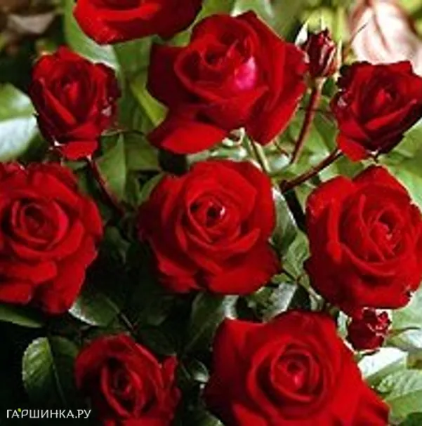 Роза Любекер Ротспон флорибунда, Тантау (лиц)