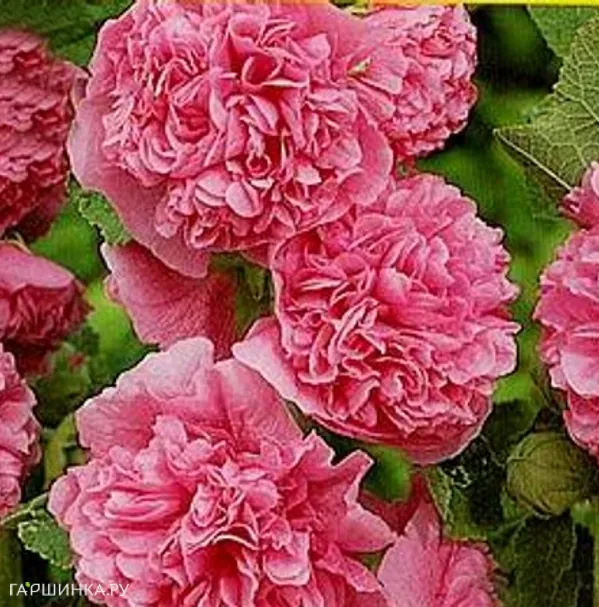 Шток-роза Rosea