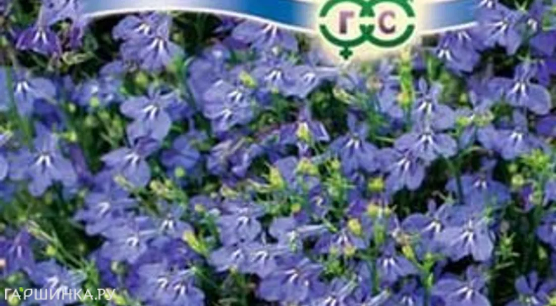 Лобелия Синий каскад , ампельная* 0,05 г