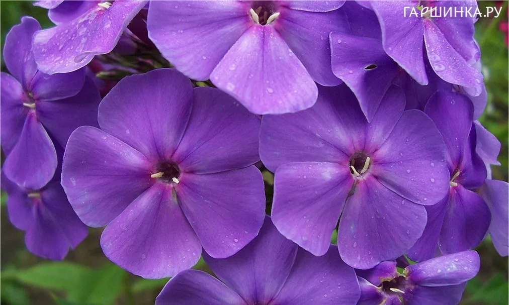 Флокс Синее море