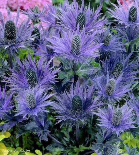 Синеголовник Блю Стар