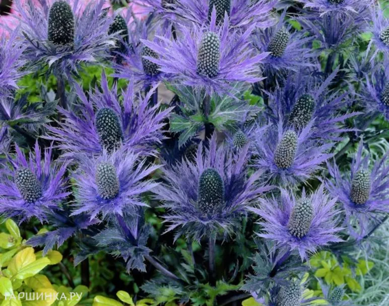 Синеголовник Blue Hobbit