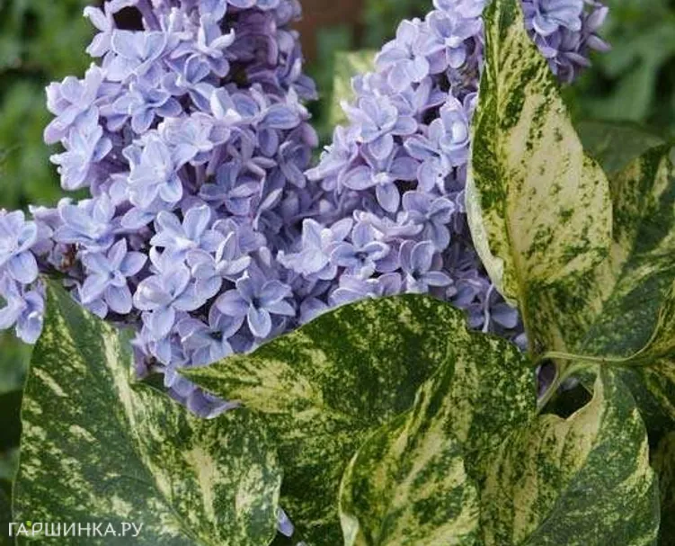 Сирень Акубуфолия