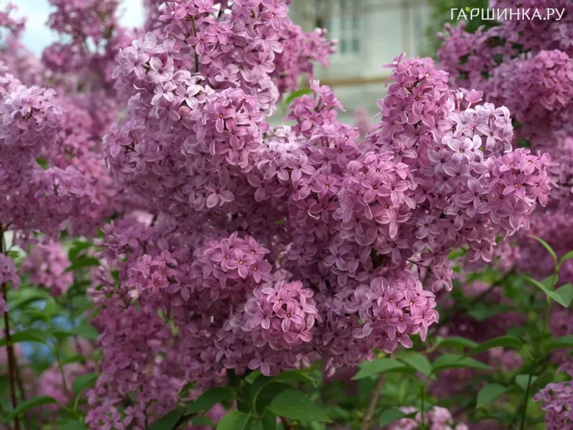 Сирень персидская