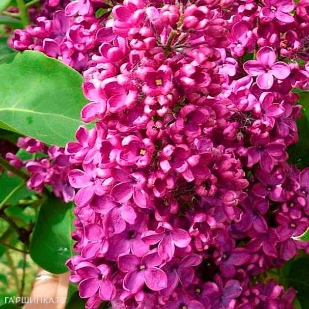 Сирень Сара Сэндс