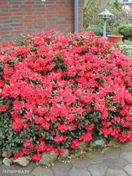 Рододендрон гибридный Скарлет Вондер