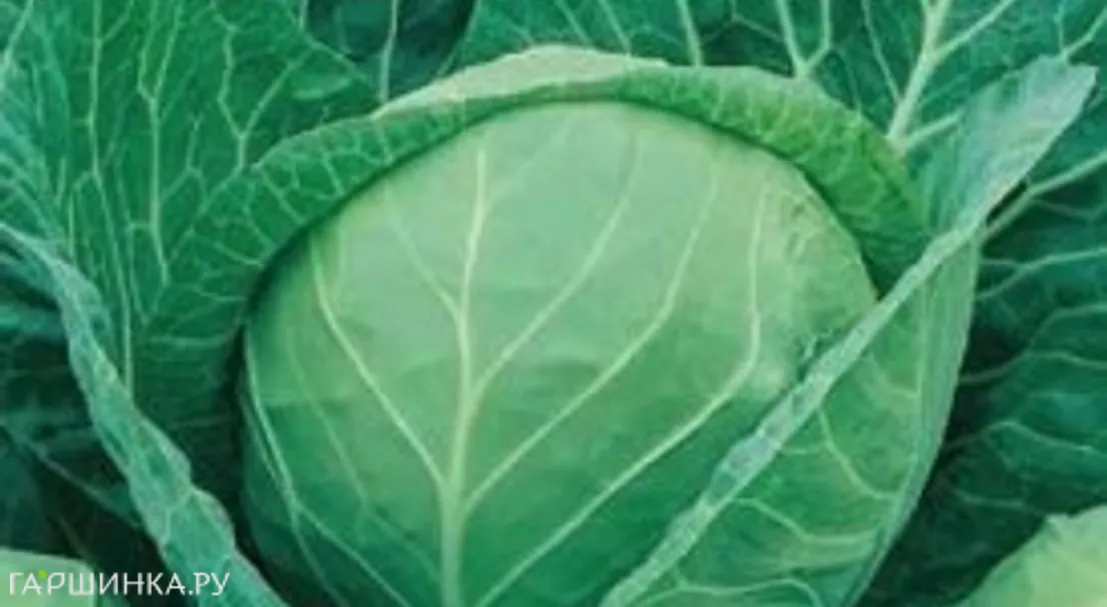 Капуста Скороспелка белокочанная