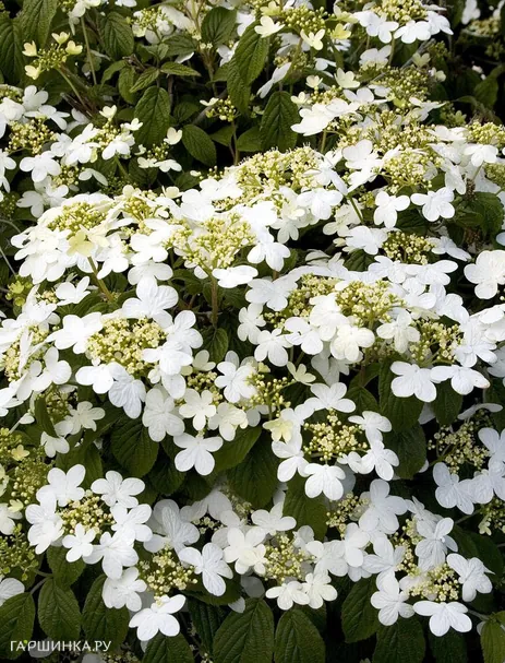 Калина Саммер Сноуфлейк