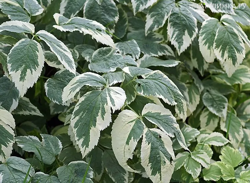 Сныть обыкновенная Вариегата