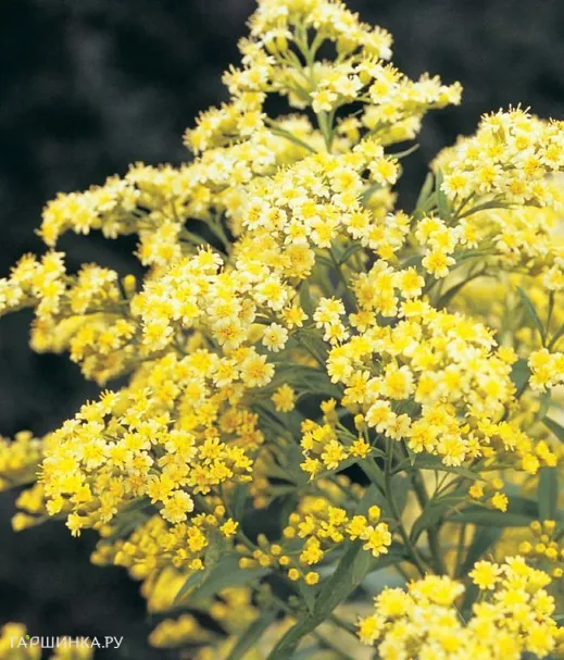 Солидастер желтый Леморе (Бисерная астра)