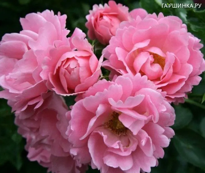 Роза Саммер Винд почвопокровная Imperial Rose