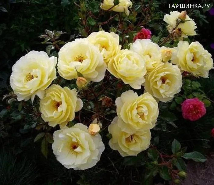 Роза Санни почвопокровная Imperial Rose
