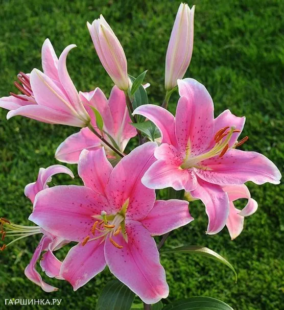 Лилия Сорбон восточная