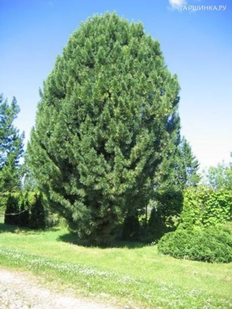 Сосна кедровая европейская