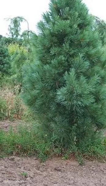 Сосна Веймутова Фастигиата