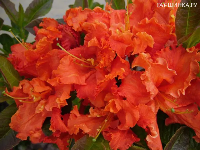 Рододендрон Spanish Dancer