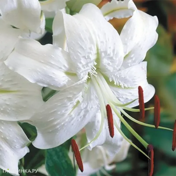 Лилия Альбум видовая/ 2 шт