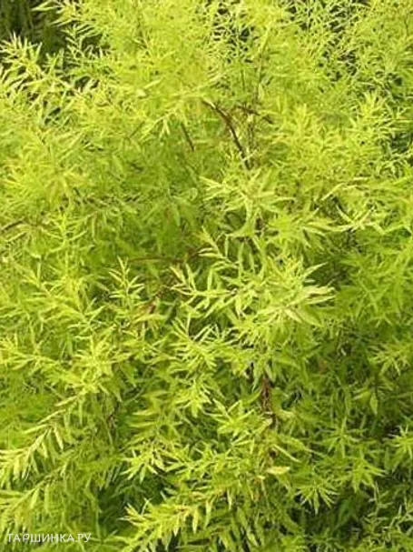 Спирея Тунберга Ogon