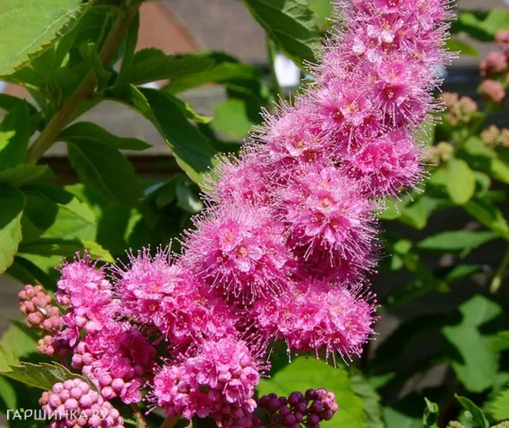 Спирея Билларда