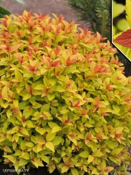 Спирея японская Файерлайт